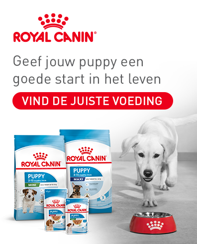 X70500 royal canin bazoeki breedpage 396x490