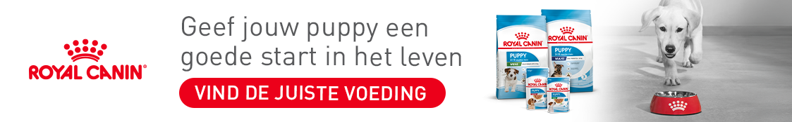 X70500 royal canin bazoeki homepage desktop 1123x174