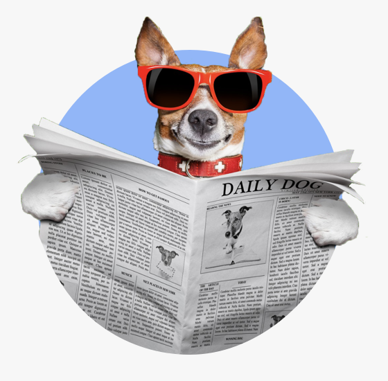 Bazoeki newspaper dog