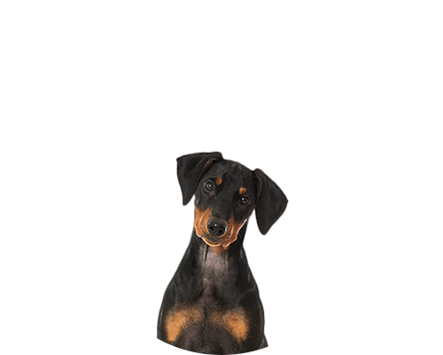 Duitse Pinscher