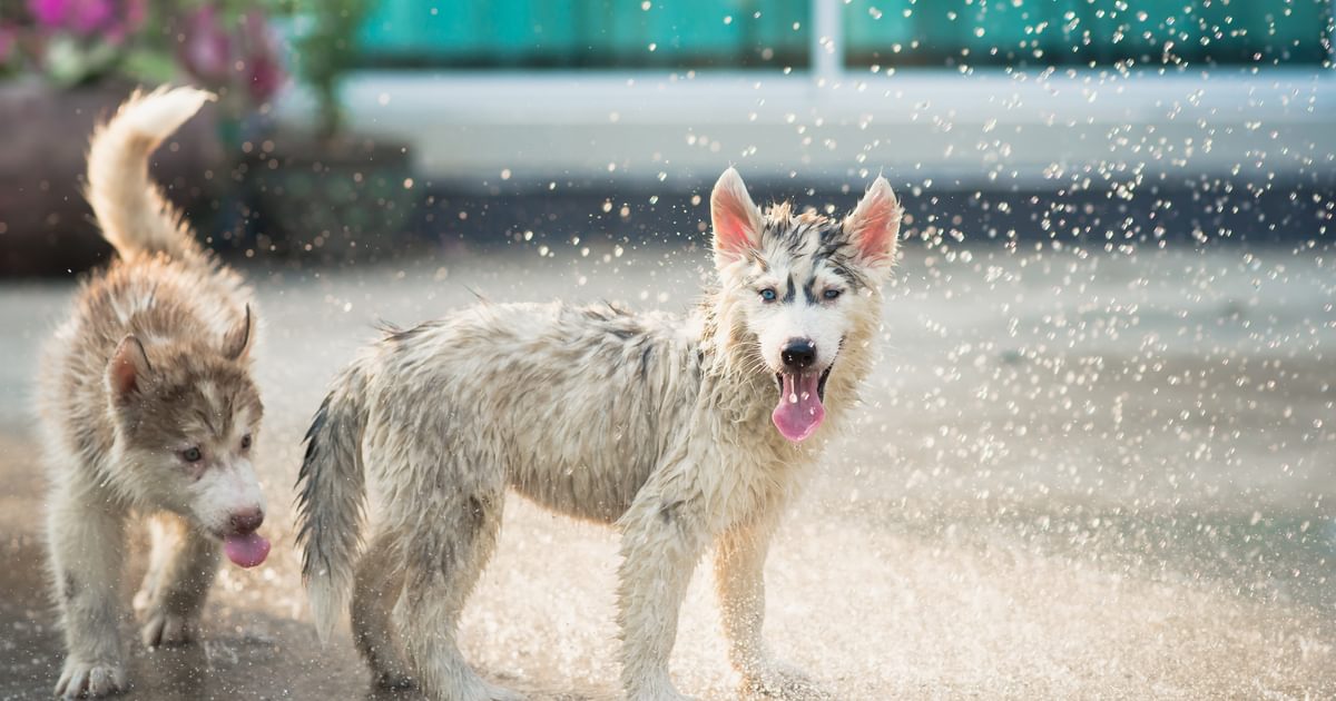 Wanneer kun je het beste een puppy nemen zomer of winter? Bazoeki