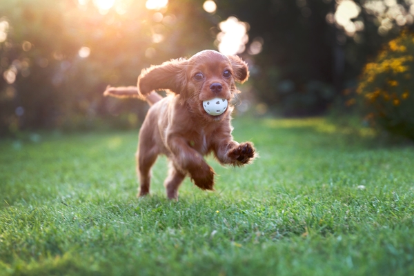 Hoe houd je jouw pup fysiek en mentaal lekker fit?