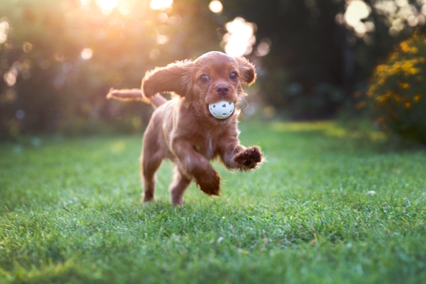 Hoe houd je jouw pup fysiek en mentaal lekker fit