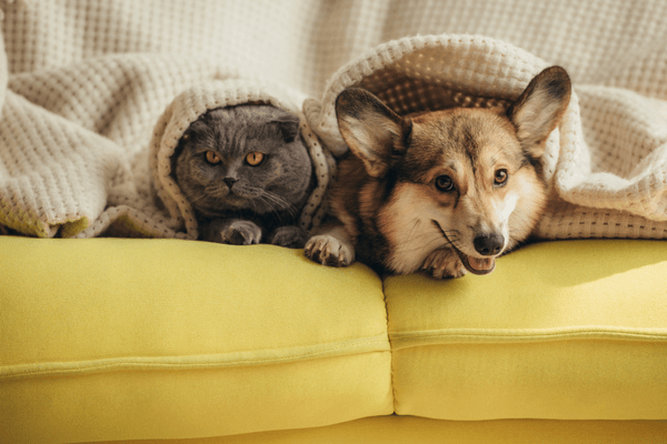 Honden die met katten kunnen - De beste rassen en handige tips