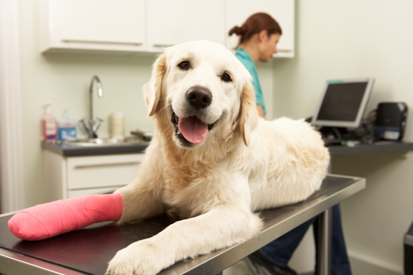 Waarom een zorgverzekering voor je hond belangrijk is