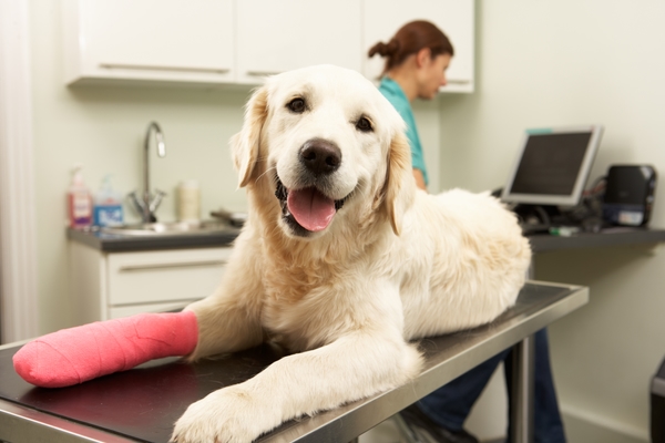 Waarom een hondenverzekering belangrijk is: Bespaar op dierenartskosten en bescherm je hond