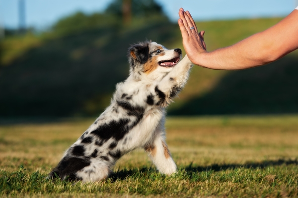 Puppy Checklist: Dit heb je nodig voor je nieuwe pup