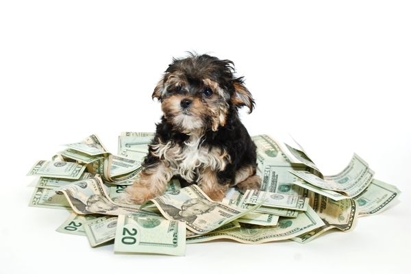 Wat bepaalt de prijs van een puppy?