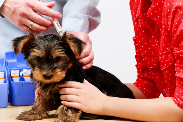 Het vaccineren van je pup (deel I)