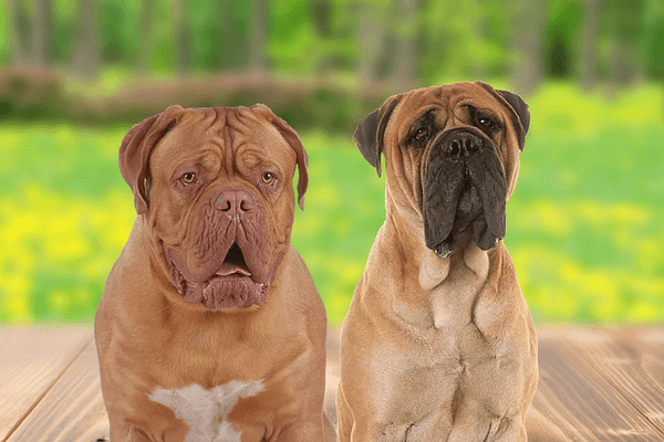 Wat is het verschil tussen de Bordeaux Dog en de Bullmastiff?