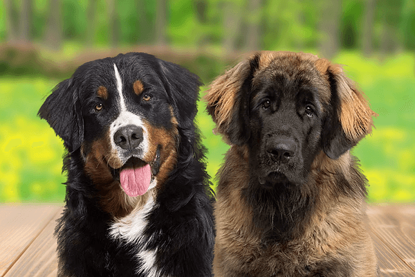Wat is het verschil tussen de Berner Sennenhond en Leonberger?