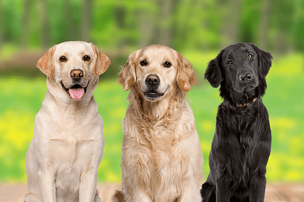 Het verschil tussen de Retrievers