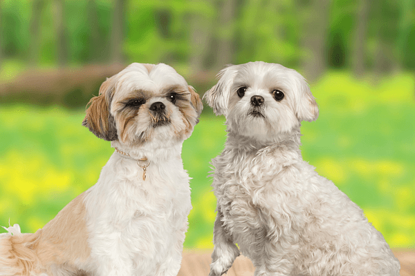 Het verschil tussen de Shih Tzu en Maltezer