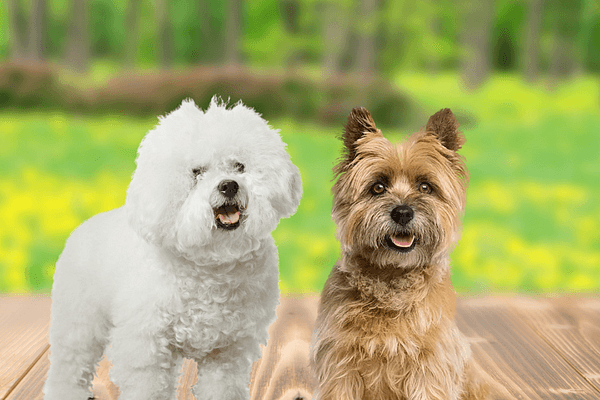 Het verschil tussen de Bichon Frisé en Cairn Terriër