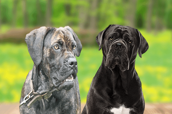 Het verschil tussen de Cane Corso en Alano Español