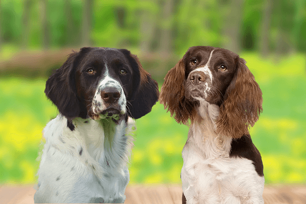 Het verschil tussen de Drentsche Patrijshond en de Engelse Springer Spaniël