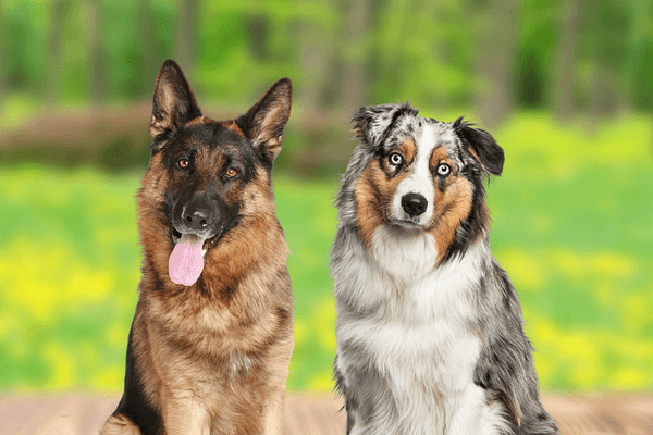 Het verschil tussen de Australische Herder en Duitse Herder