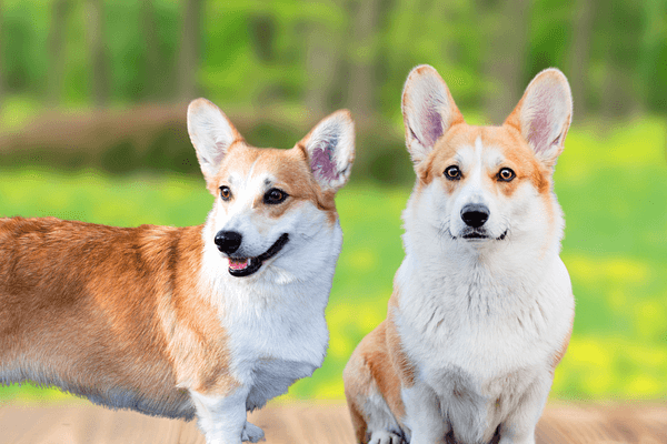 Het verschil tussen de Welsh Corgi's