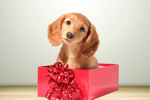 Een pup cadeau geven