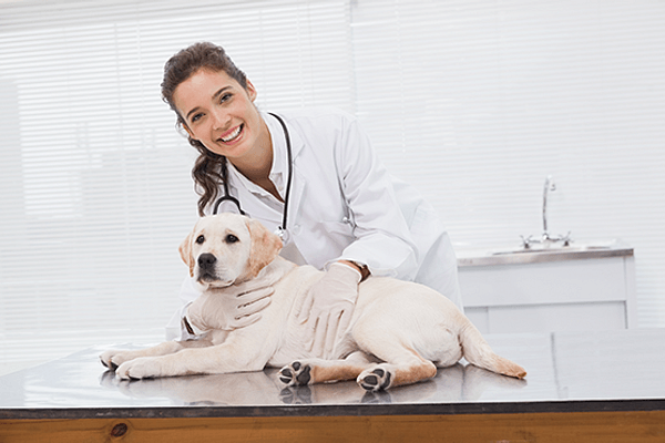 Wat je moet weten over de gezondheid van je pup