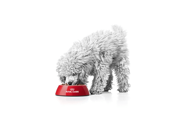 Puppybrok Royal canin