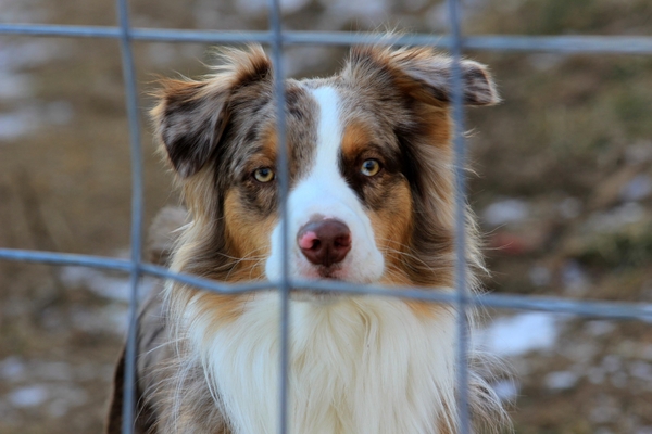 Wil ik een volwassen hond of een pup?