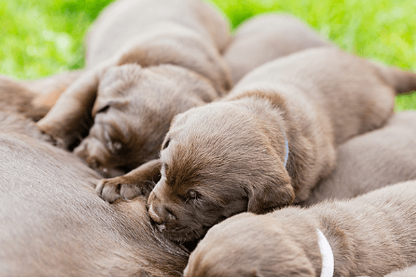 Hond kopen of adopteren? Alle opties op een rij