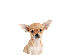 Chihuahua Rond 2 2