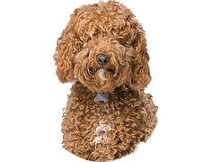 Labradoodle Rond 22