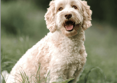 Schermafbeelding 2024 09 23 om 10 11 59