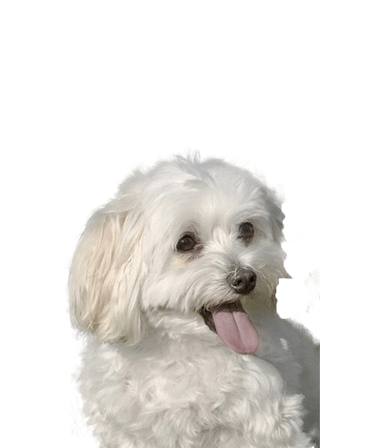 Maltipoo pup kopen? Bazoeki