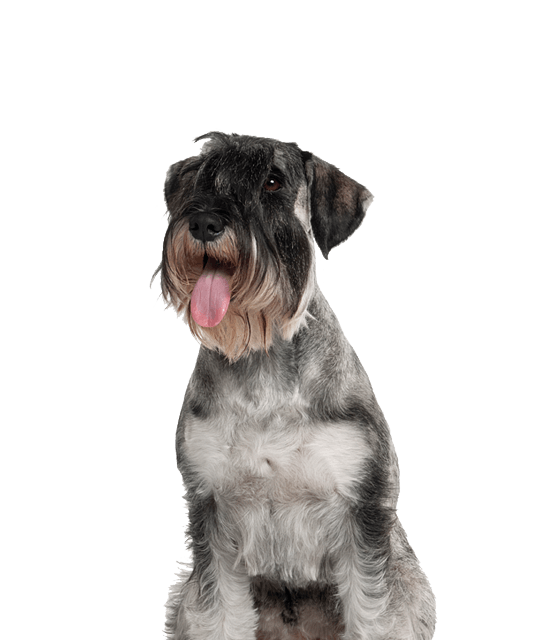 Middenslag Schnauzer