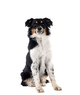 Miniature American Shepherd