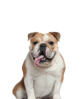 Old English Bulldog