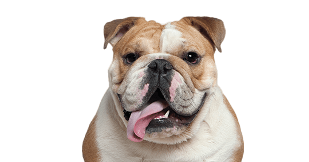 old-english-bulldog-pups-te-koop-bazoeki