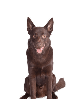 Australian Kelpie