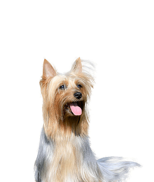 Australian silky terrier