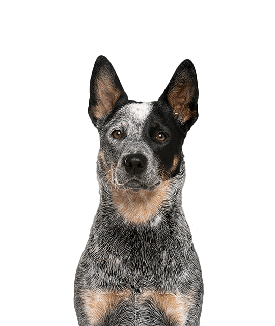 Aus Cattle Dog Groot Normaal