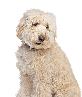 Australian Labradoodle