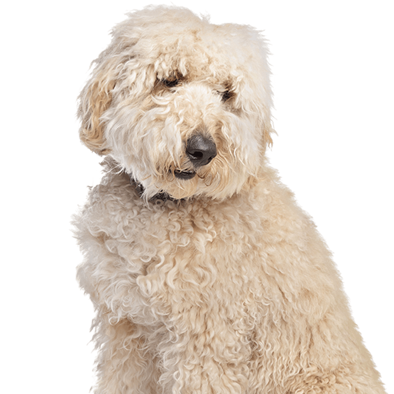 Australian fashion labradoodle kosten