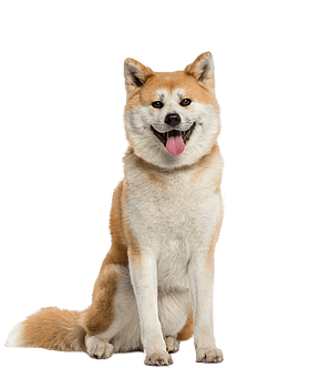 Akita