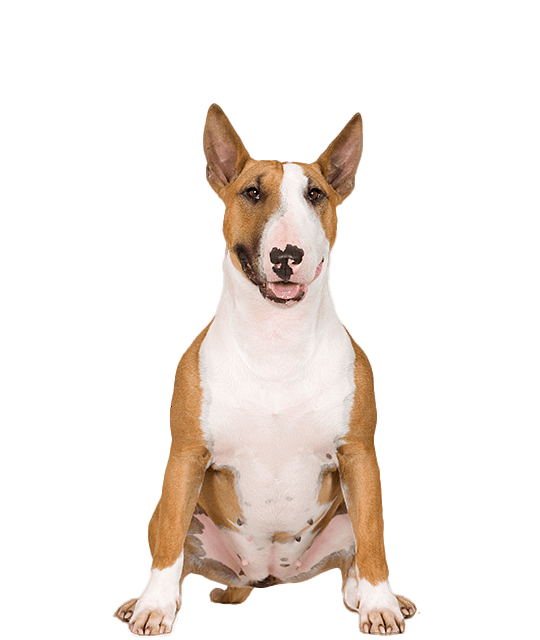 Bull Terrier Groot Normaal