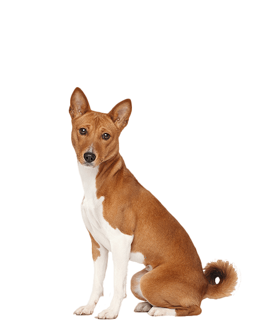 Basenji Groot