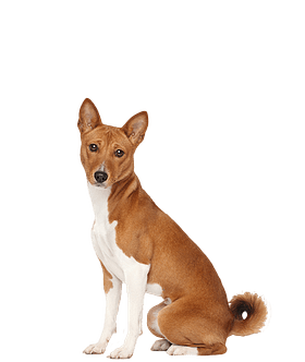 Basenji