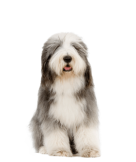 Bearded Collie