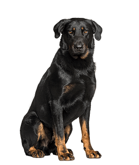 Beauceron