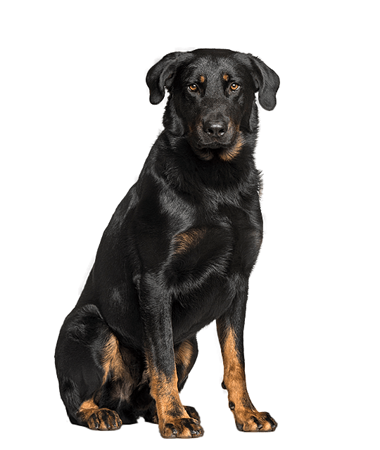 Beauceron vierkant