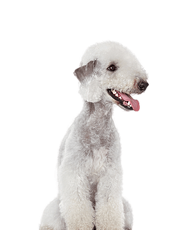 Bedlington Terriër