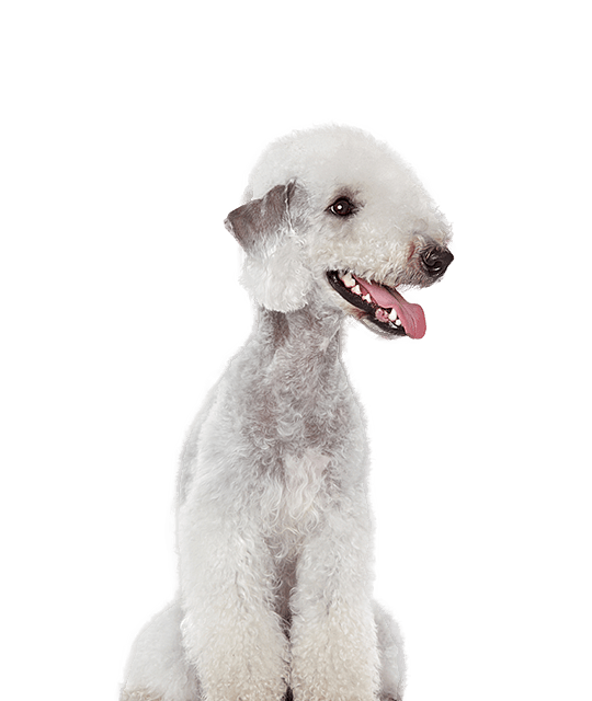 Bedlington terrier