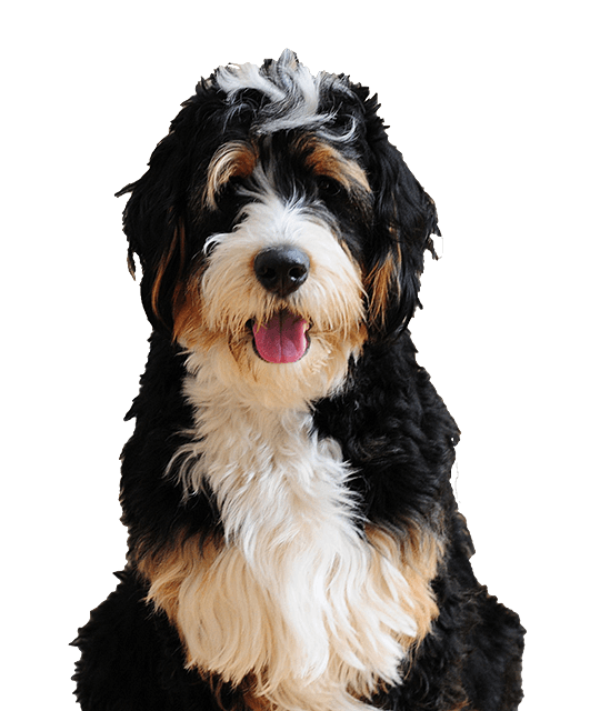 procent Bandiet Pluche pop Bernedoodle pups te koop | Bazoeki